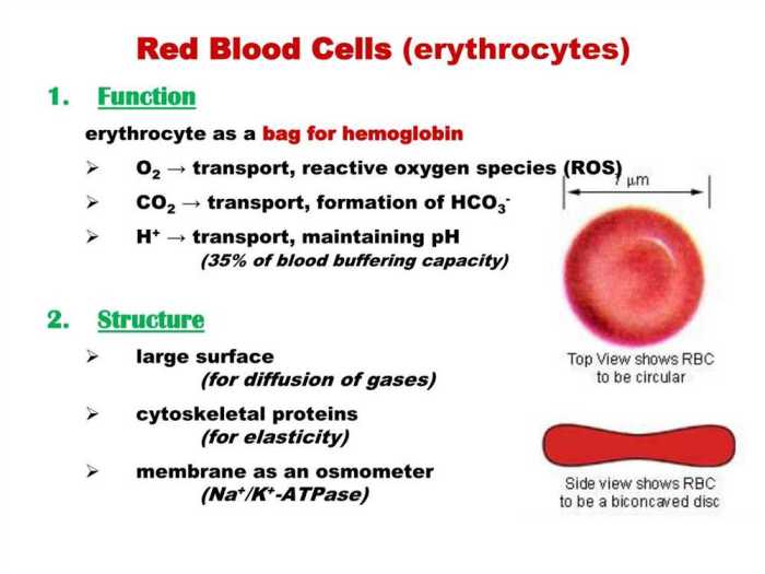 Human blood cell typing pogil answers