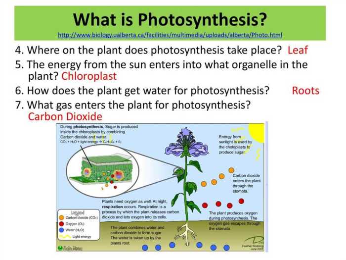 Photosynthesis webquest answer key pdf