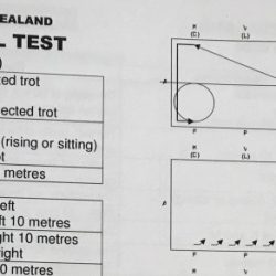 Dressage training level test 2