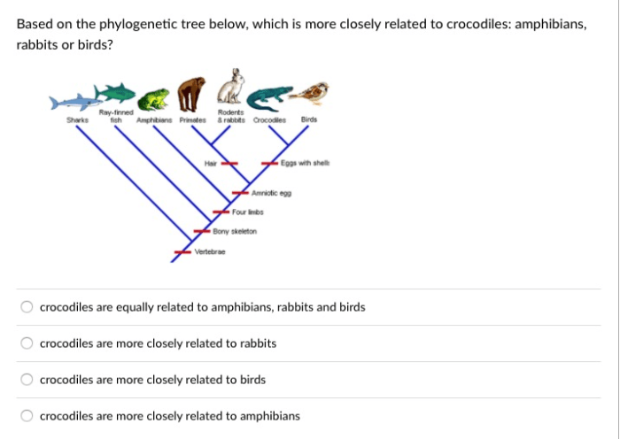 Analyzing phylogenetic trees answer key