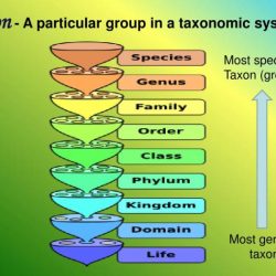 Taxonomic hierarchy biology igcse classification human categories notes taxon animals higher