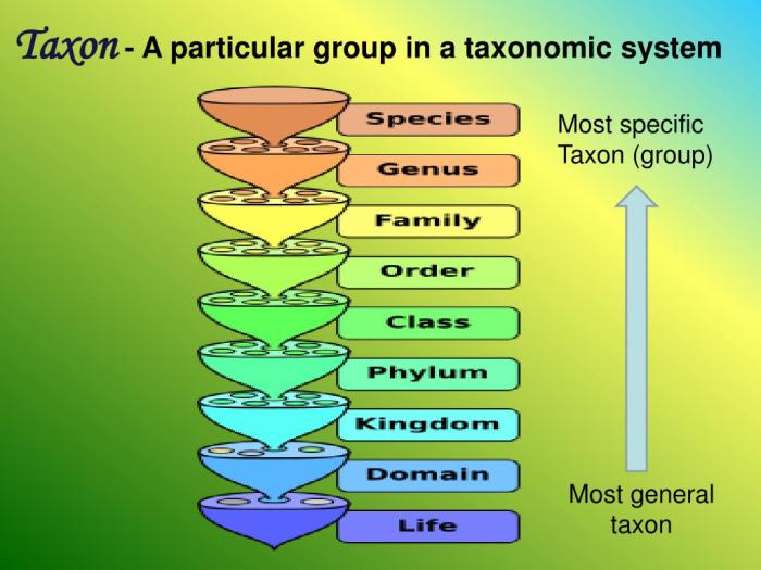 Taxonomic hierarchy biology igcse classification human categories notes taxon animals higher