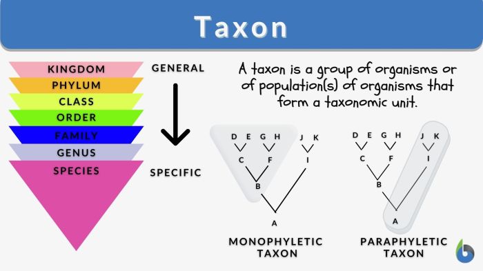 Taxonomy and classification unit crossword