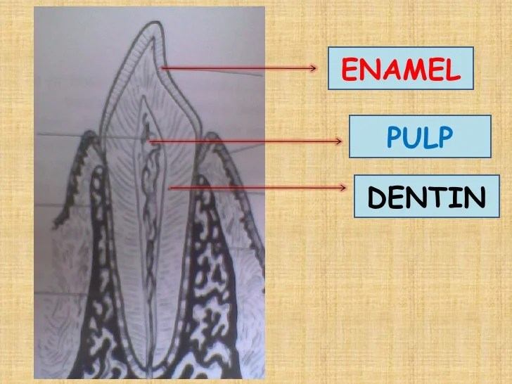 In what order does a dentist drill through tooth layers