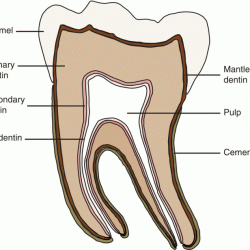 Dentin pulp