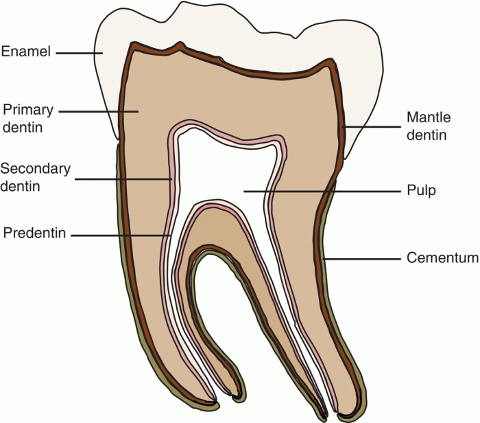 Dentin pulp